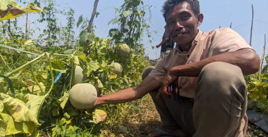 Wisata petik buah melon. Sumber: kabar.mojokerto